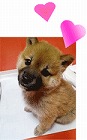子犬