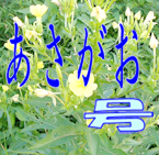 あさがお号